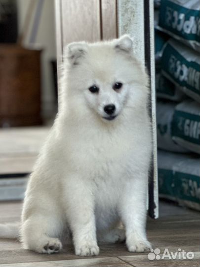 Щенки японского шпица из питомника