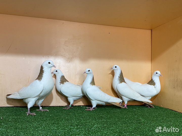 Бакинские бойные голуби