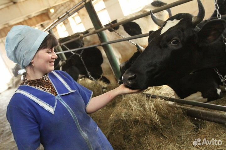 Работа вахтой на Ферме с проживанием