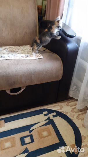 Котеночка отдаём