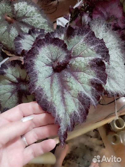 Бегония декоративно лиственная