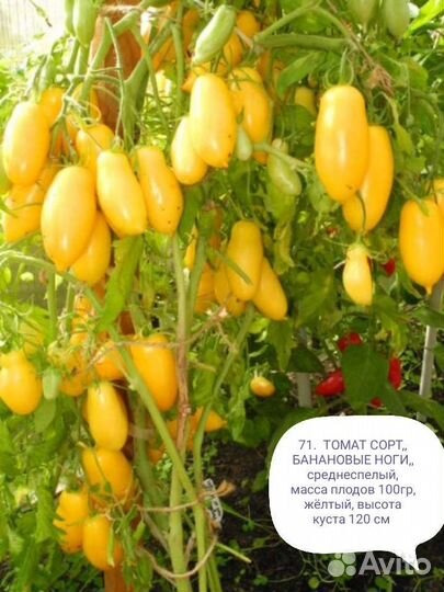 Семена жёлтых сортов помидор