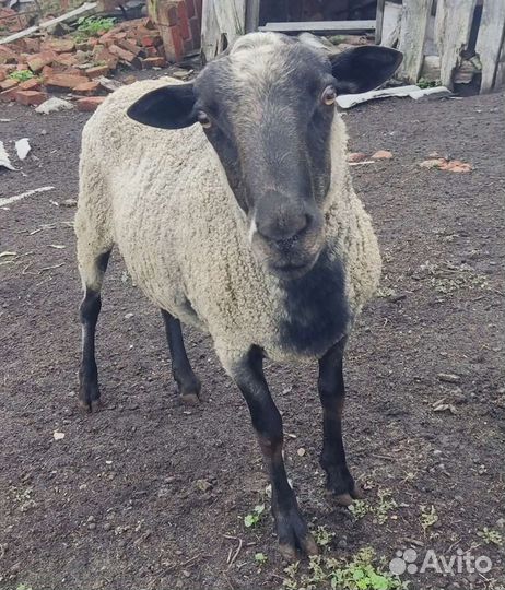 Овцы бараны романовские