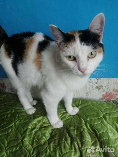 Кошечка в добрые руки