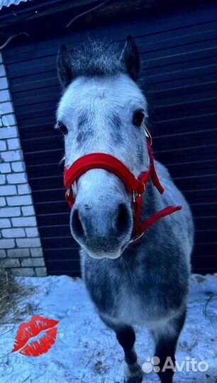 Продам пони