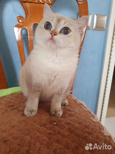 Кошка в дар