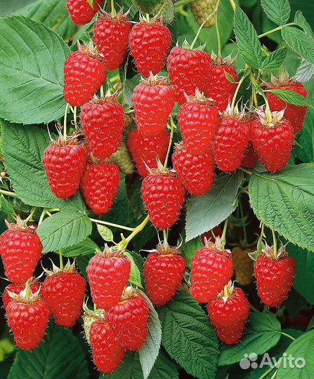 Малина Лячка(Ляшка) ремонтантная, саженец