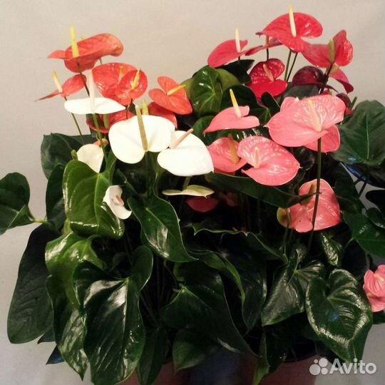 Антуриум в ассортименте
