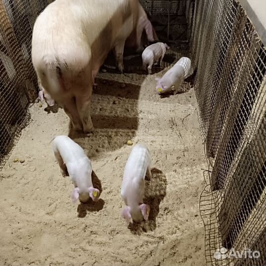 Поросята ландрас