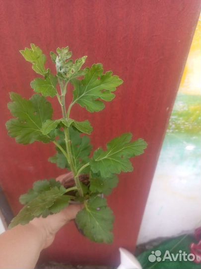 Папоротник, хризантема