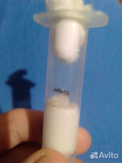 Матки муравьёв