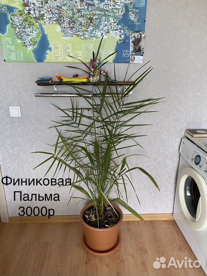 Финиковая пальма