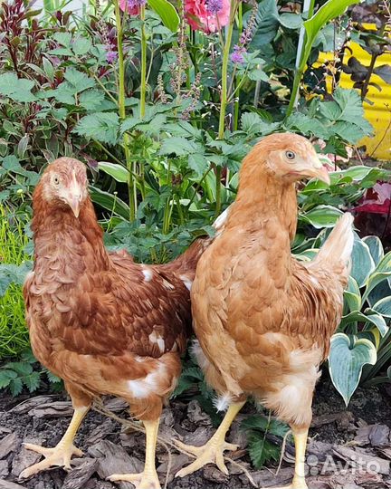 Курочки подращенные, яичные