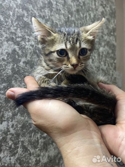 Котятам в приюте очень нужен дом