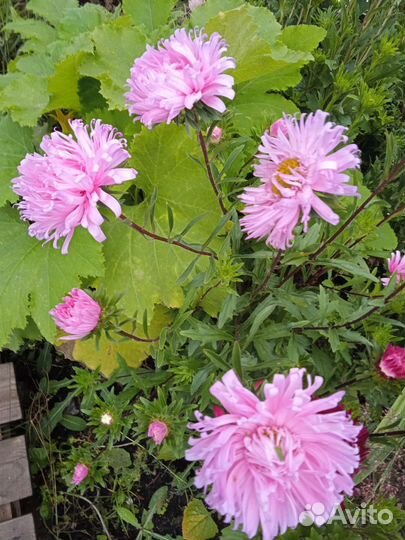 Астры для букета