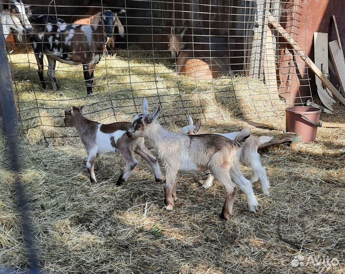 Альпийские козлята