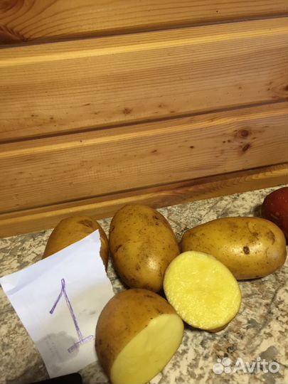 Продам семенной сортовой картофель
