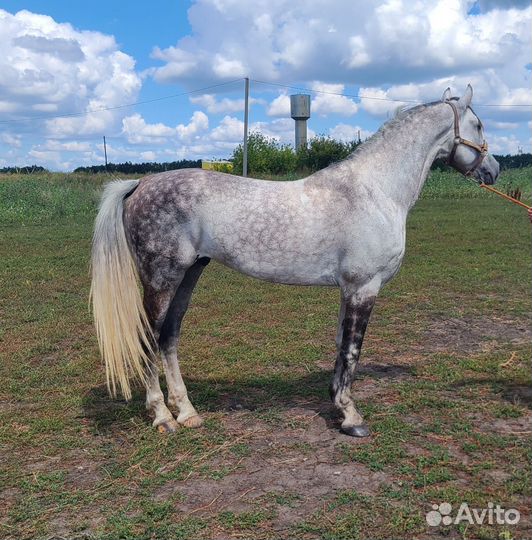Продам Орловского жеребца