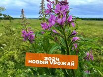 Иван-чай 1 кг: ягоды,имбирь,травы,шиповник и цветы