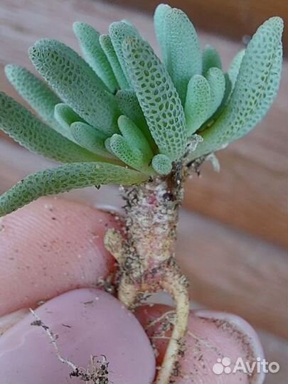 Суккуленты