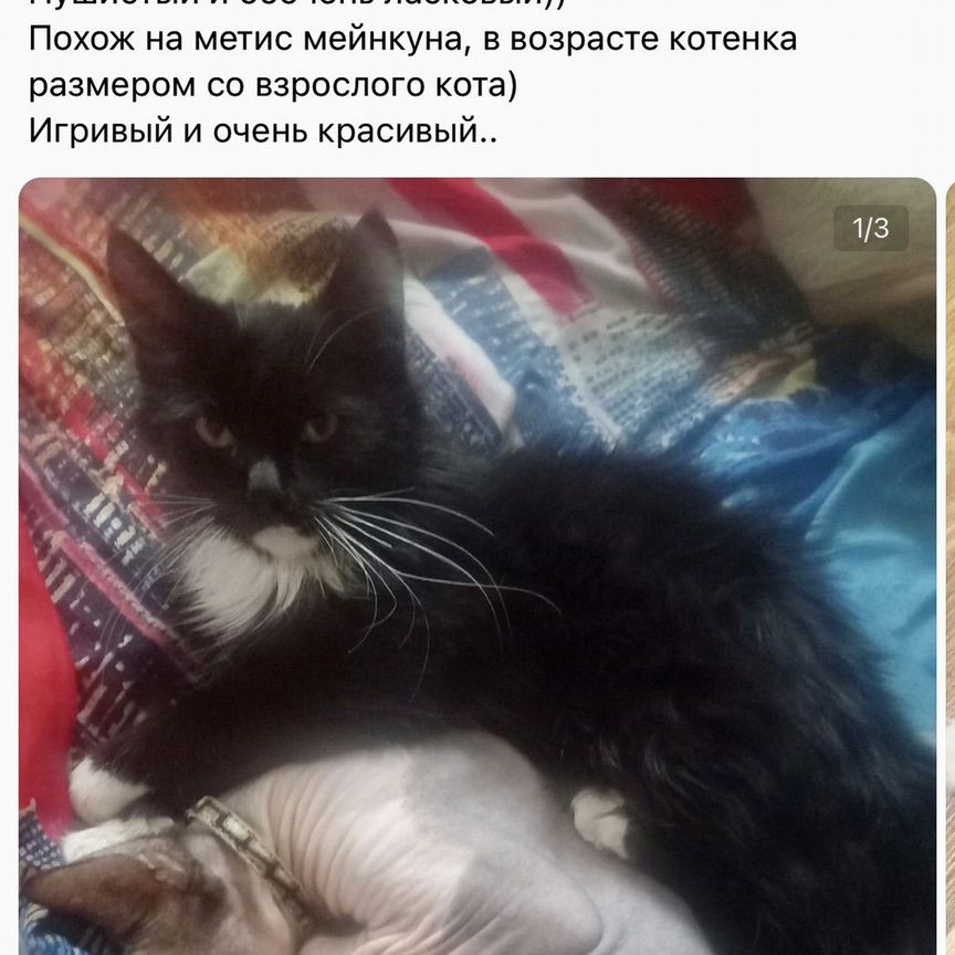 Крупный котенок мальчик доброму сердцу