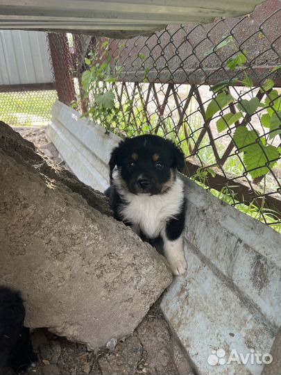 Собака в добрые руки отдам бесплатно