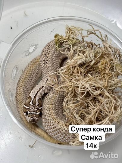 Змеи