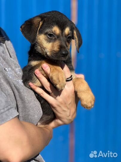 Щенок в добрые руки