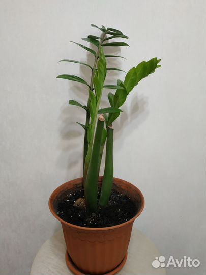 Замиокулькас 50см