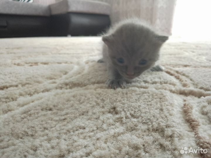 Котенок мальчик серый