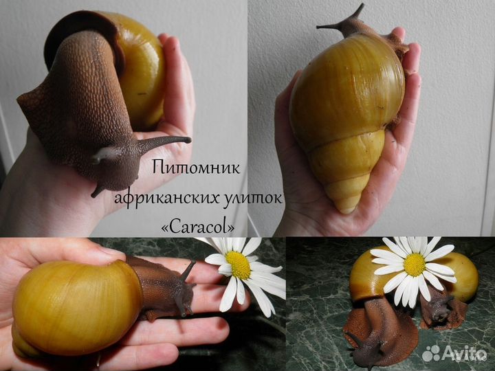 Улитки ахатины/архахатины+дом+корм