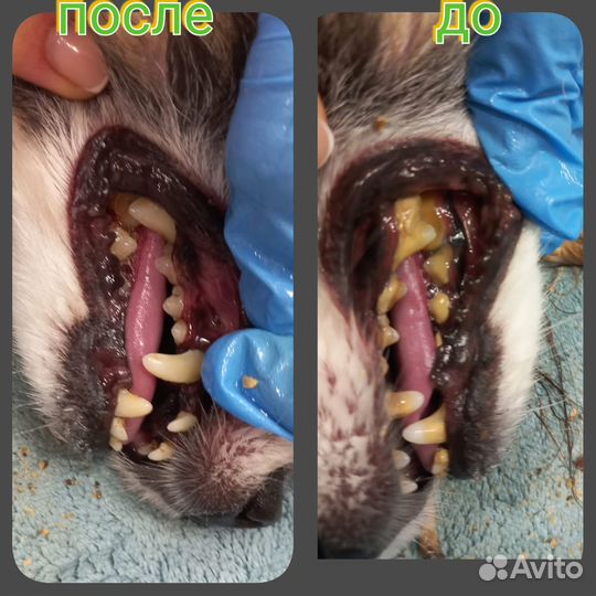 Груминг / стрижка собак и кошек