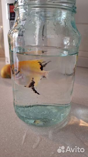 Рыбы в аквариум бесплатно