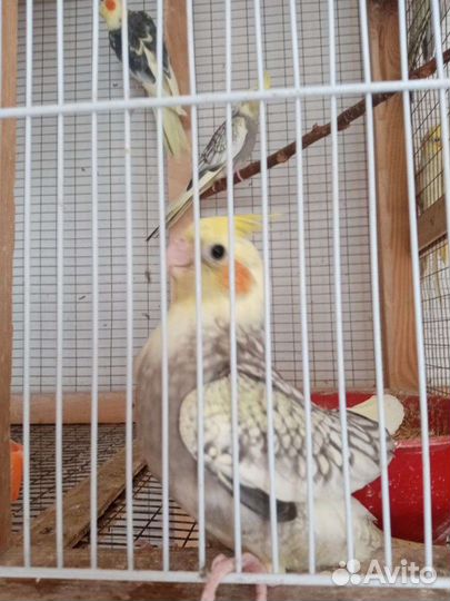 Попугай карелла