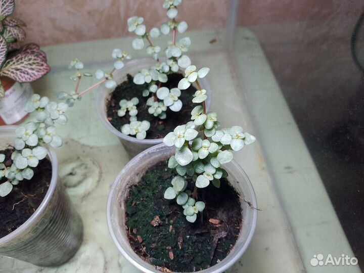 Pilea glaucophylla (растение для террариума)