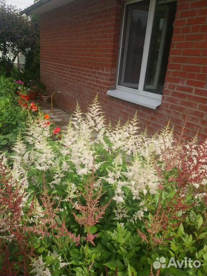 Астильба розовая и белая