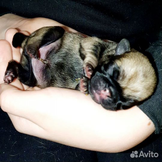 Щенок мопс (девочка)