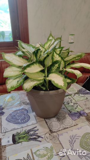 Диффенбахия Берлина, Камилла кустовые