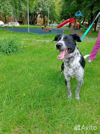 Весёлый Крис в добрые руки