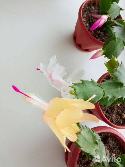 Комнатные растения цветущие