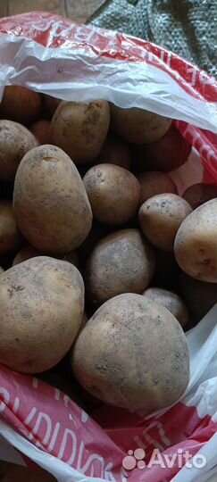 Картофель семенной и на еду