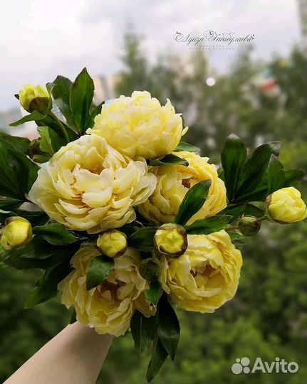 Пионы ито гибриды Бартзелла