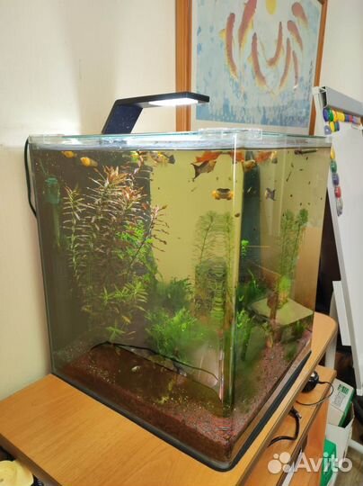 Аквариум панорамный Nano cube Dennerle 60 литров