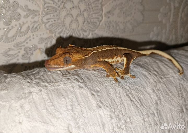 Бананоед с террариумом