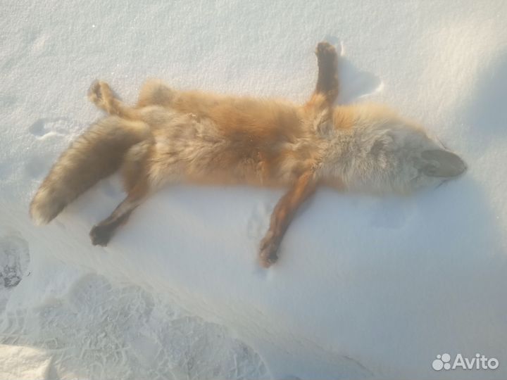 Шкура лисы на воротник