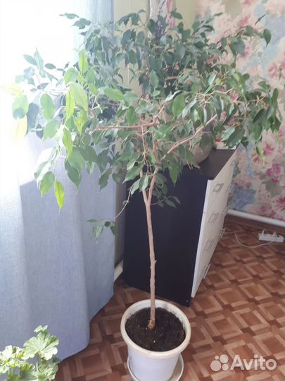 Фикус бенджамина большой