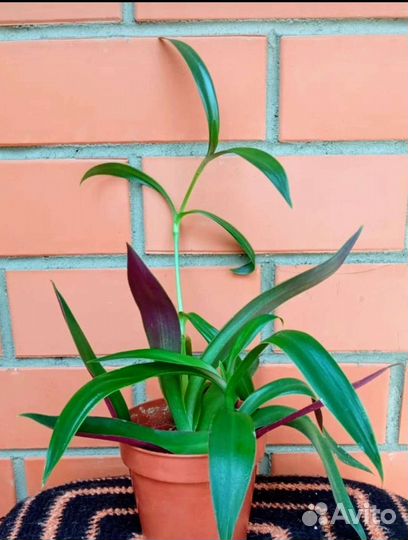 Гинура, Циссус, Рео