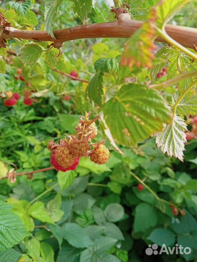 Саженцы малины