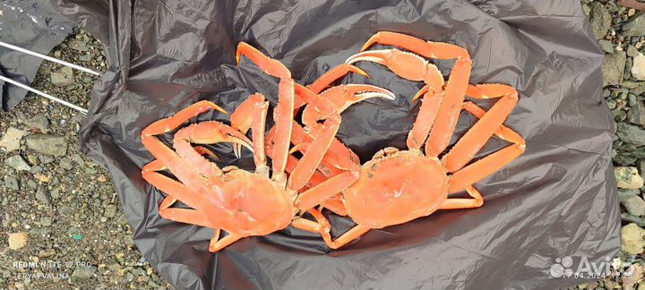 Половинки краба стригуна