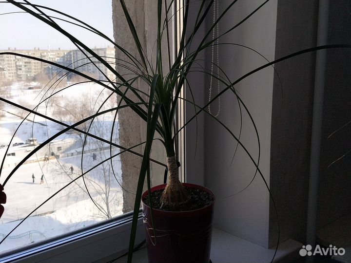 Бутылосчное дерево/ нолина